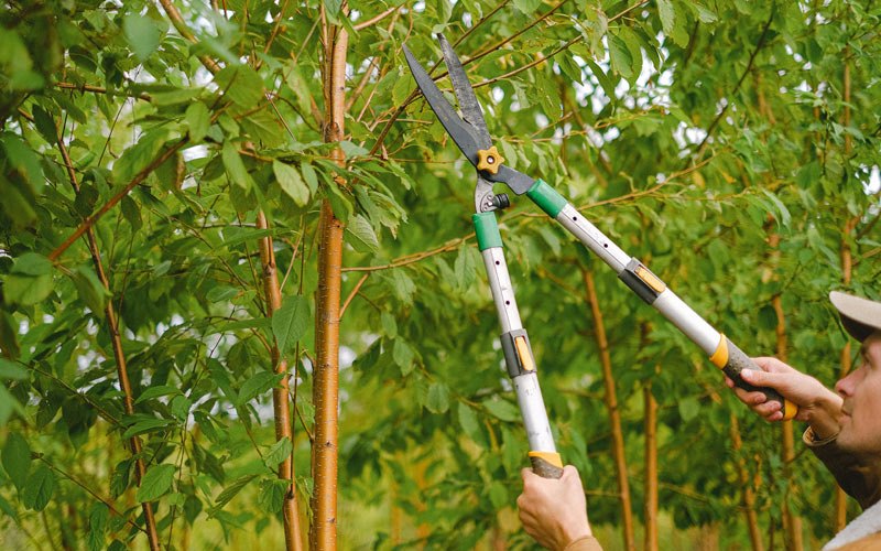 Tree trimming in Rosamond, IL