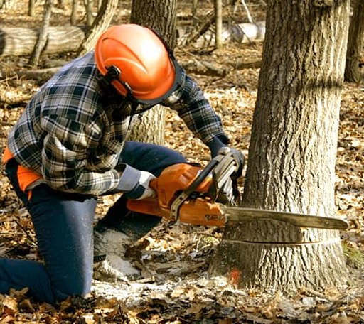 Tree Removal in Rosamond, IL